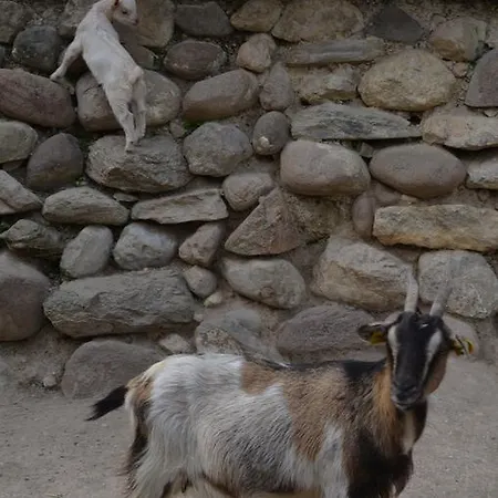 Dondino